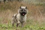 CAIRN TERRIER 618